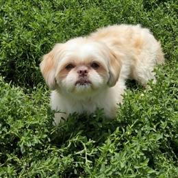 Chops - Shih Tzu