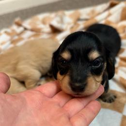 Girl 3 - Black and cream female Dachshund puppy in Stamford, Texas from West Texas Miniature Dachshunds