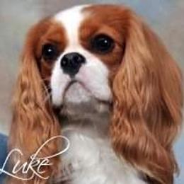 Luke - Cavalier King Charles Spaniel