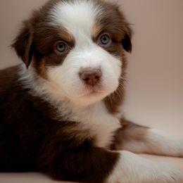 Australian Shepherd Puppies from 2 Happy Aussies