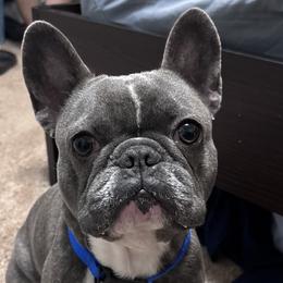 Ruger - French Bulldog