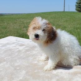 Boy 3 - Apricot male Poodle puppy in Hopkins, Missouri from Mowry Creek Mini Aussiedoodles and More