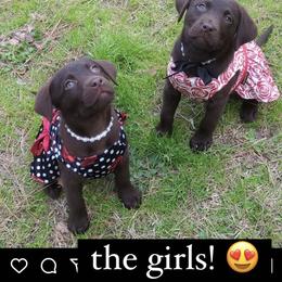 Doberman Pinscher and Labrador Retriever Puppies from GFD Kennels