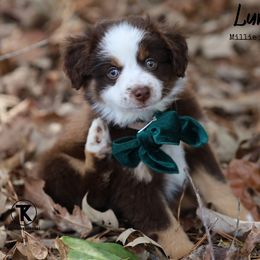 Australian Shepherd, Miniature American Shepherd, Miniature Australian Shepherd, and Toy Australian Shepherd Puppies from TK Standard, Mini, & Toy Aussies