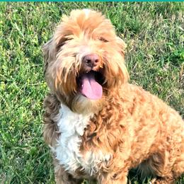 Willow - Australian Labradoodle