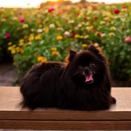 Shiloh - Pomeranian