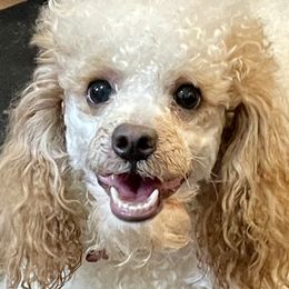 German Shepherds and Poodles from Wolves Den Ranch