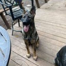 German Shepherd Puppies from Von Fousthaus GSDogs