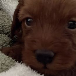 Cavapoos from Indie Boo’s mini Cavapoos