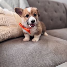 Orange Boy - Red male Pembroke Welsh Corgi puppy in Vilonia, Arkansas from Lucky Pups Corgis