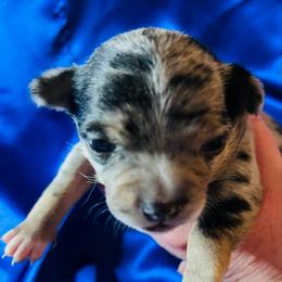 Merlin - Merle male Chihuahua puppy in Framingham, Massachusetts from Boston Chi Chis