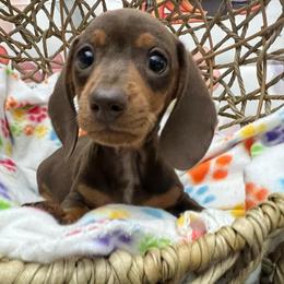 Sierra - Chocolate and tan female Dachshund puppy in Brooksville, Florida from Ween Acres