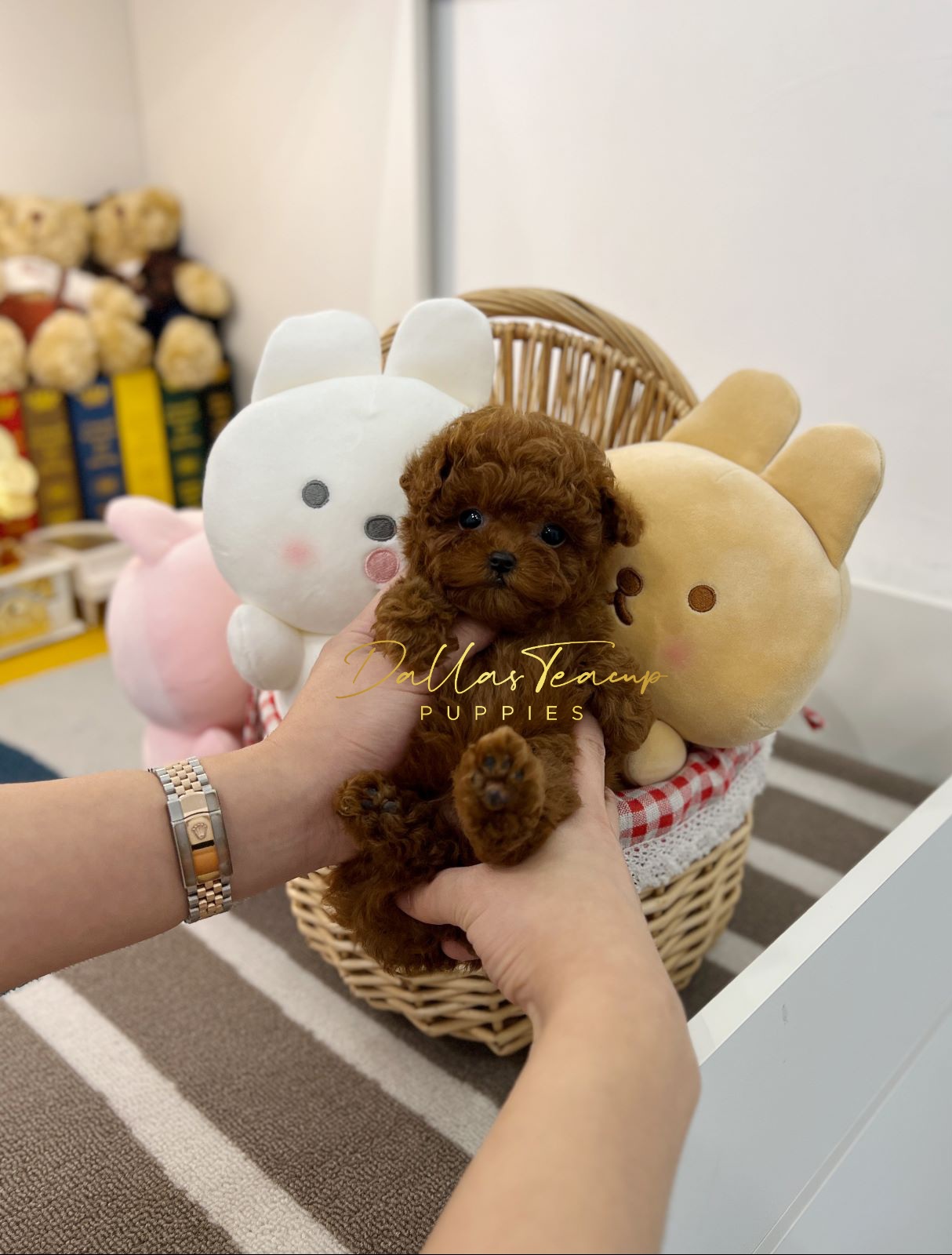 Maltese, Maltipoos, Poodles, and Yorkshire Terriers from Dallas Teacup Puppies