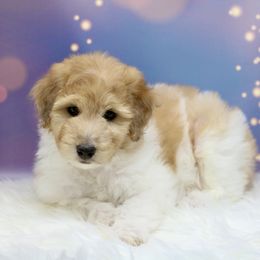 Bernedoodle, Bordoodle, and Poodle Puppies from Pacific Northwest Doodles