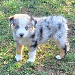 Eve - Blue merle female Miniature Australian Shepherd puppy in Crestline, California from Haugen's Minis