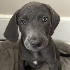 Blue Lacies from Doug’s Blue Lacy Puppies