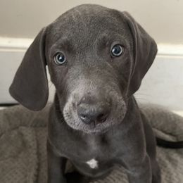 Blue Lacies from Doug’s Blue Lacy Puppies