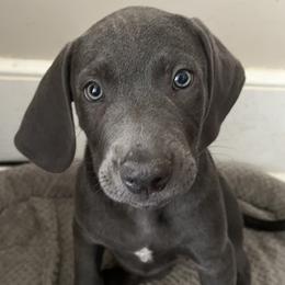 Blue Lacies from Doug’s Blue Lacy Puppies