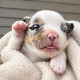 Teddy - Blue merle and white male American Corgi puppy in Payson, Illinois from Creek Farm Corgis