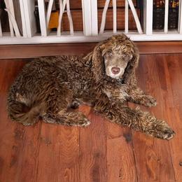 Chase - Poodle