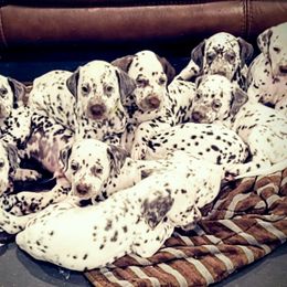 Dalmatian Puppies from RMS Dalmatians