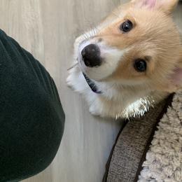 Pembroke Welsh Corgi Puppies from Rocking LJ Breeding