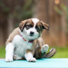 Astra - Sable female Border Collie puppy in Austin, Texas from Border Collie dei Fanelli