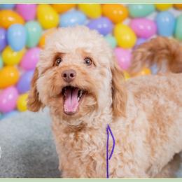 Valeria - Red female Bernedoodle puppy in Connersville, Indiana from Deaz Doodle Ranch