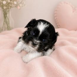 Kitty - Black and white female Shih Tzu puppy in Lake City, Florida from Tiger Valley Shih Tzus