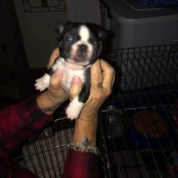 Boston Terrier, Bulldog, and French Bulldog Puppies from Tracy’s TLC Club