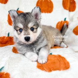 Paterson - Silver and white male Pomsky puppy in Sheffield, Iowa from Clover Ridge Pomskies