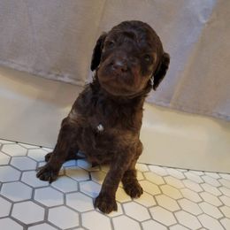 Boy 4 - Poodle puppy in Saltville, Virginia from Tumbling Creek Poodles and Doodles