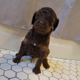Boy 4 - Poodle puppy in Saltville, Virginia from Tumbling Creek Poodles and Doodles