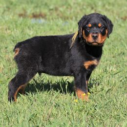 Rottweiler All Grown Up from Cross O Ranch Rottweilers