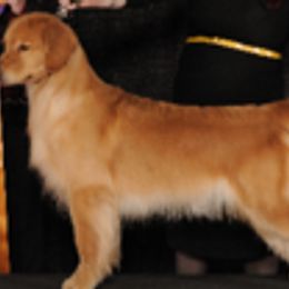 Golden Retrievers and Havanese from TeddyBear Goldens and Confetti Havanese