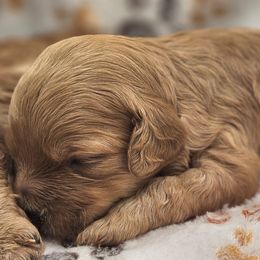 Acorn - Red male Cavapoo puppy in Glendale, Arizona from Cool Cavapoos
