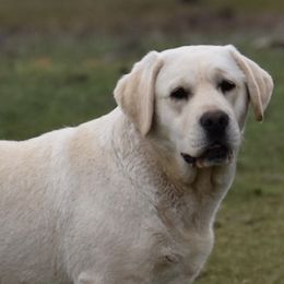 Labrador Retrievers from Somersun Labradors