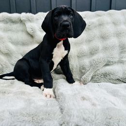 Diesel - Black and white male Great Dane puppy in Liberty, New York from Catskills Greatest Danes
