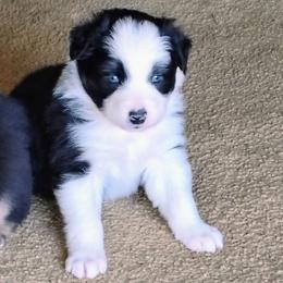 Calamity - Black & white female Australian Shepherd puppy in Wewoka, Oklahoma from OutBack Aussie OutLaws