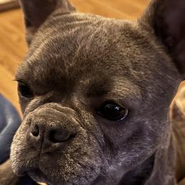 French Bulldogs and Shih Tzus from Records Precious Puppies