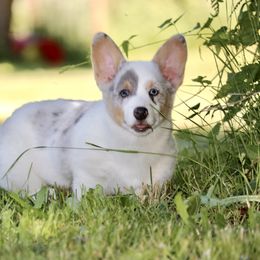 American Corgi and Pembroke Welsh Corgi Puppies from Elk Ridge Corgis
