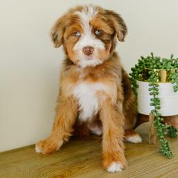Teeter - female Australian Mountain Doodle puppy in Spanish Fork, Utah from K Brand Doodles