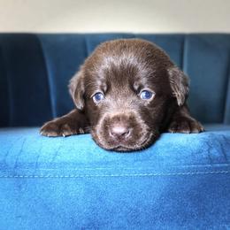 Purple Collar - Chocolate female Labrador Retriever puppy in Somerset, California from Cantina Labs and Cavs
