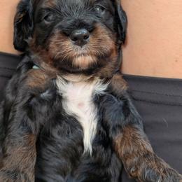 Sirius Black - Tri-color male Cavapoo puppy in Sunnyvale, Texas from Sunnytown Farm Cavapoos