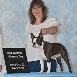 Boston Terriers from Moonstone Magic Boston Terriers
