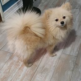 Pomeranians from Cynthia's Pomeranians