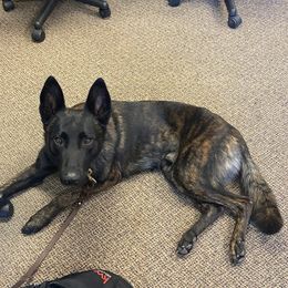 Belgian Malinois, Dutch Shepherds, and xDutch Shepherds from Raw Nature K9