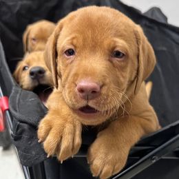 Red Boy - Yellow male Labrador Retriever puppy in Rock Hill, South Carolina from North Star Retrievers