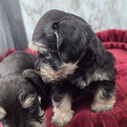 Samuel - Black and silver male Miniature Schnauzer puppy in Panama City, Florida from Emerald Coast Schnauzers