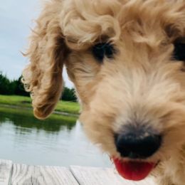 Cockapoos, Goldendoodles, and Poodles from Texas Teddy Doodles